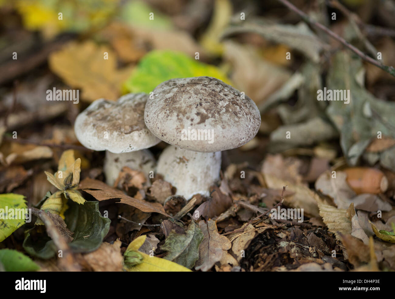 Fungo della foresta nella foresta di autunno con foglie intorno Foto Stock