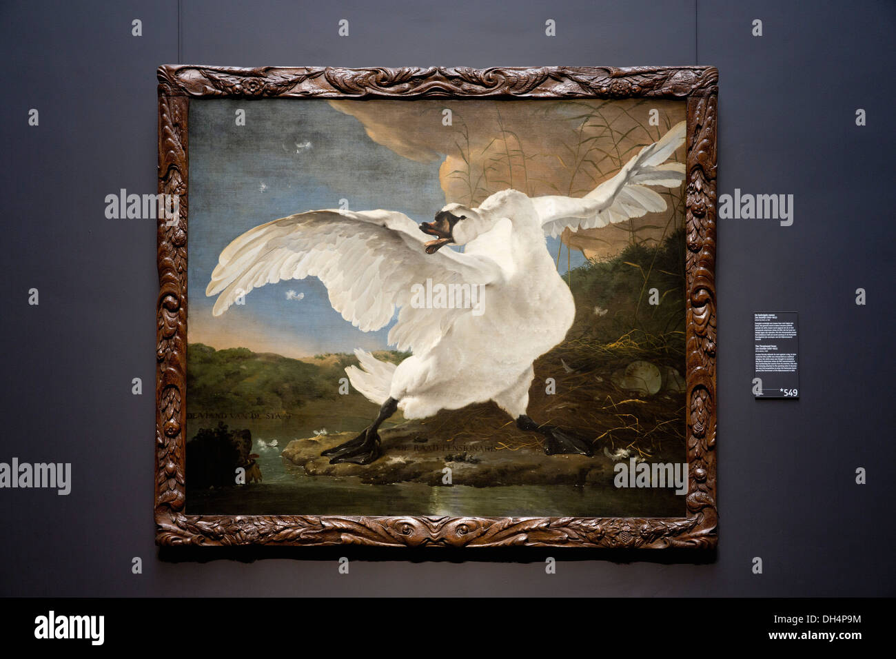 Paesi Bassi, Amsterdam, il Rijksmuseum, il Cigno minacciato, Jan Asselijn, 1650 Foto Stock