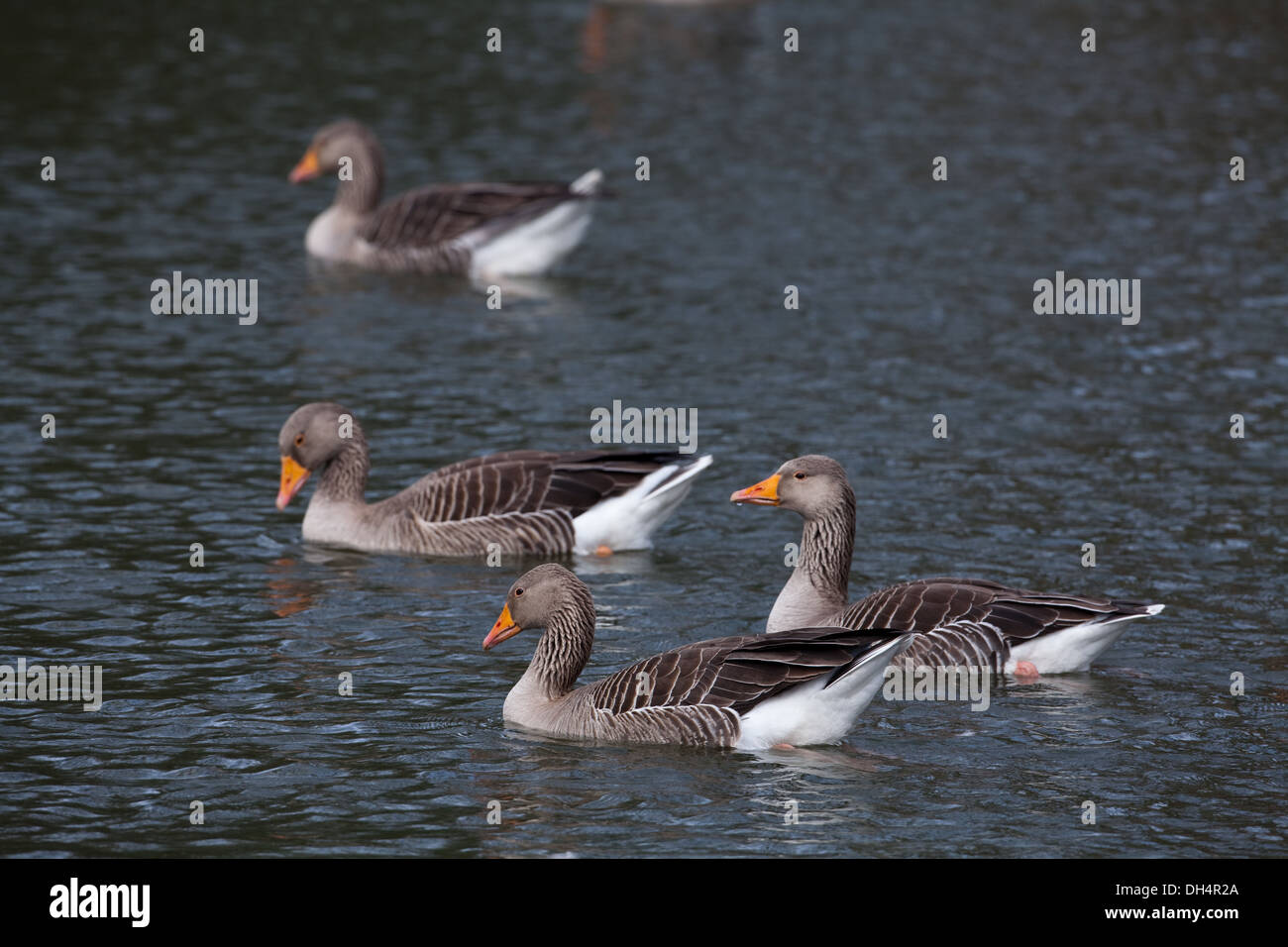 Graylag oche (Anser anser). Quattro gli uccelli nuoto. Norfolk Broads. Foto Stock