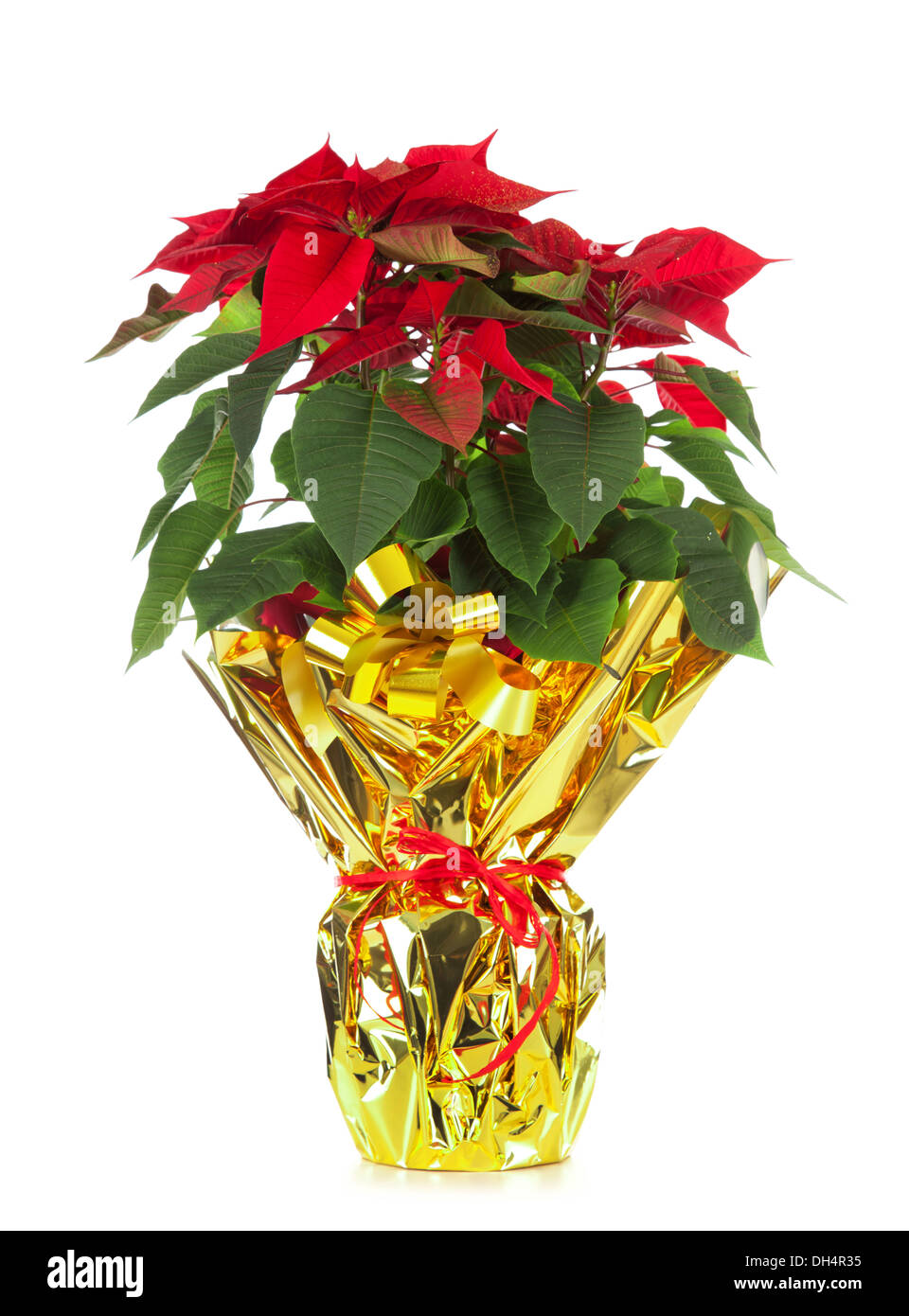 Natale poinsettia isolato su sfondo bianco con illuminazione studio Foto Stock