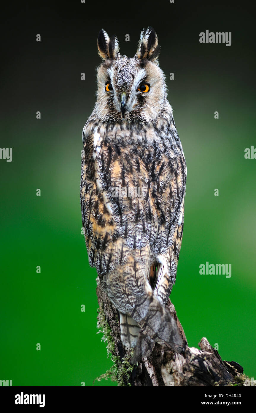 Un gufo comune a guardare e in attesa REGNO UNITO Foto Stock