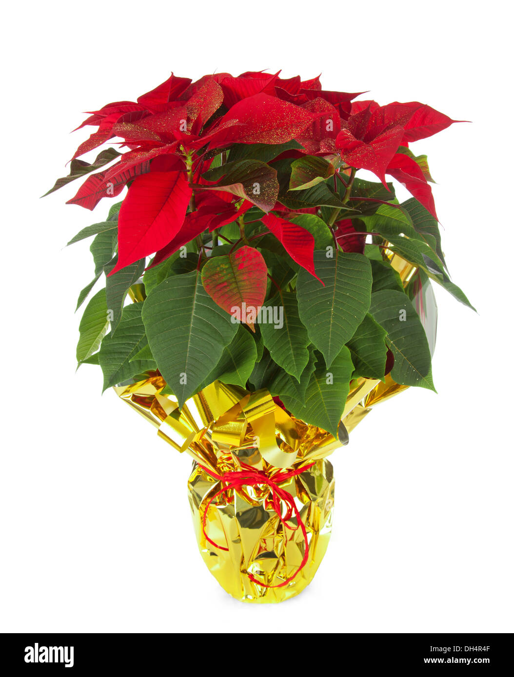 Natale poinsettia isolato su sfondo bianco con illuminazione studio Foto Stock