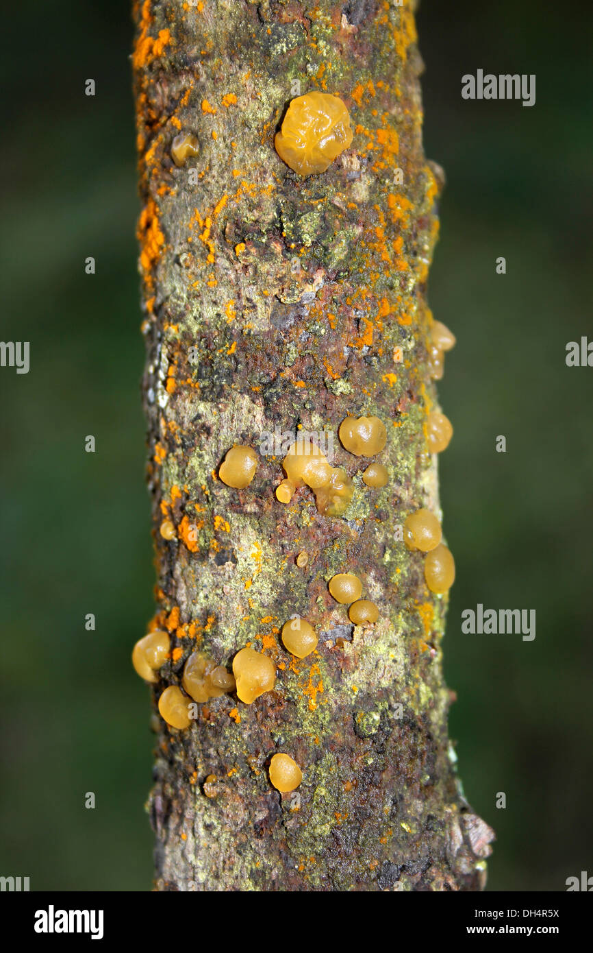 Gelatina di comuni punti di funghi Dacrymyces stillatus Foto Stock