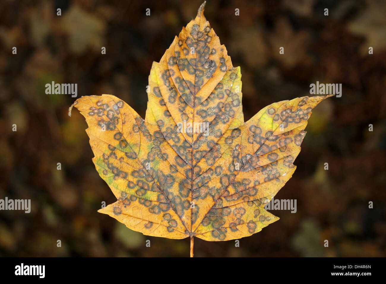 I colori autunnali a macchie di foglia di platano Acer pseudoplatanus Foto Stock
