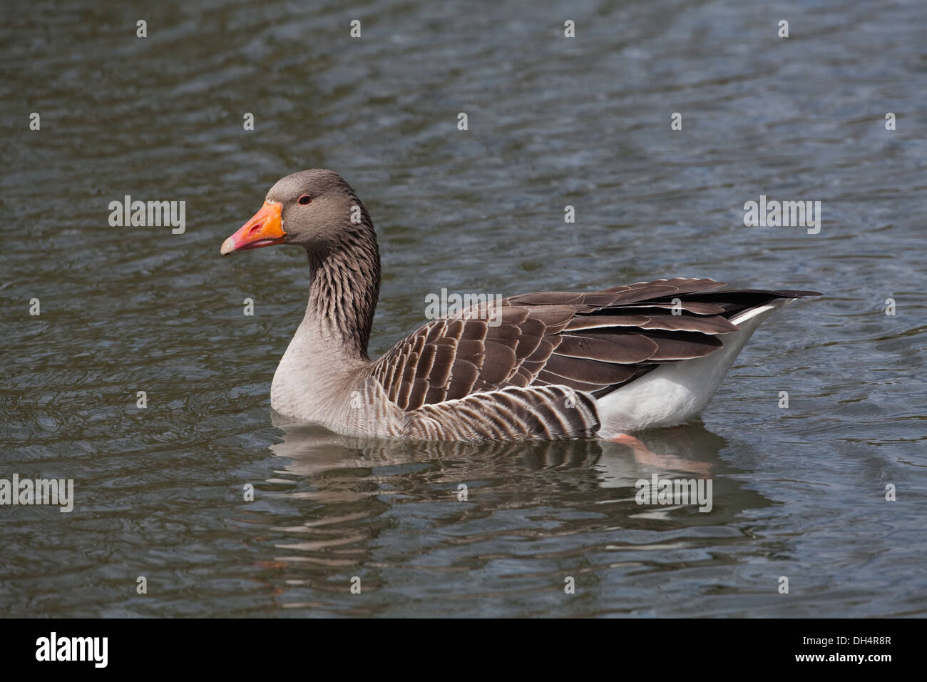 Western Graylag Goose (Anser anser). Singolo adulto sull'acqua. Profilo. Norfolk Broads. East Anglia. In Inghilterra. Regno Unito. Foto Stock
