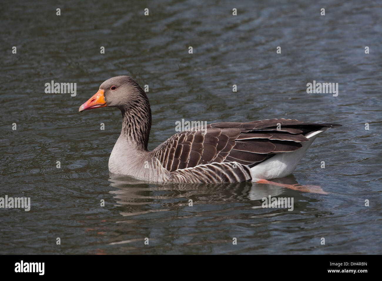 Western Graylag Goose (Anser anser). Singolo adulto sull'acqua. Profilo. Norfolk Broads. East Anglia. In Inghilterra. Regno Unito. Foto Stock
