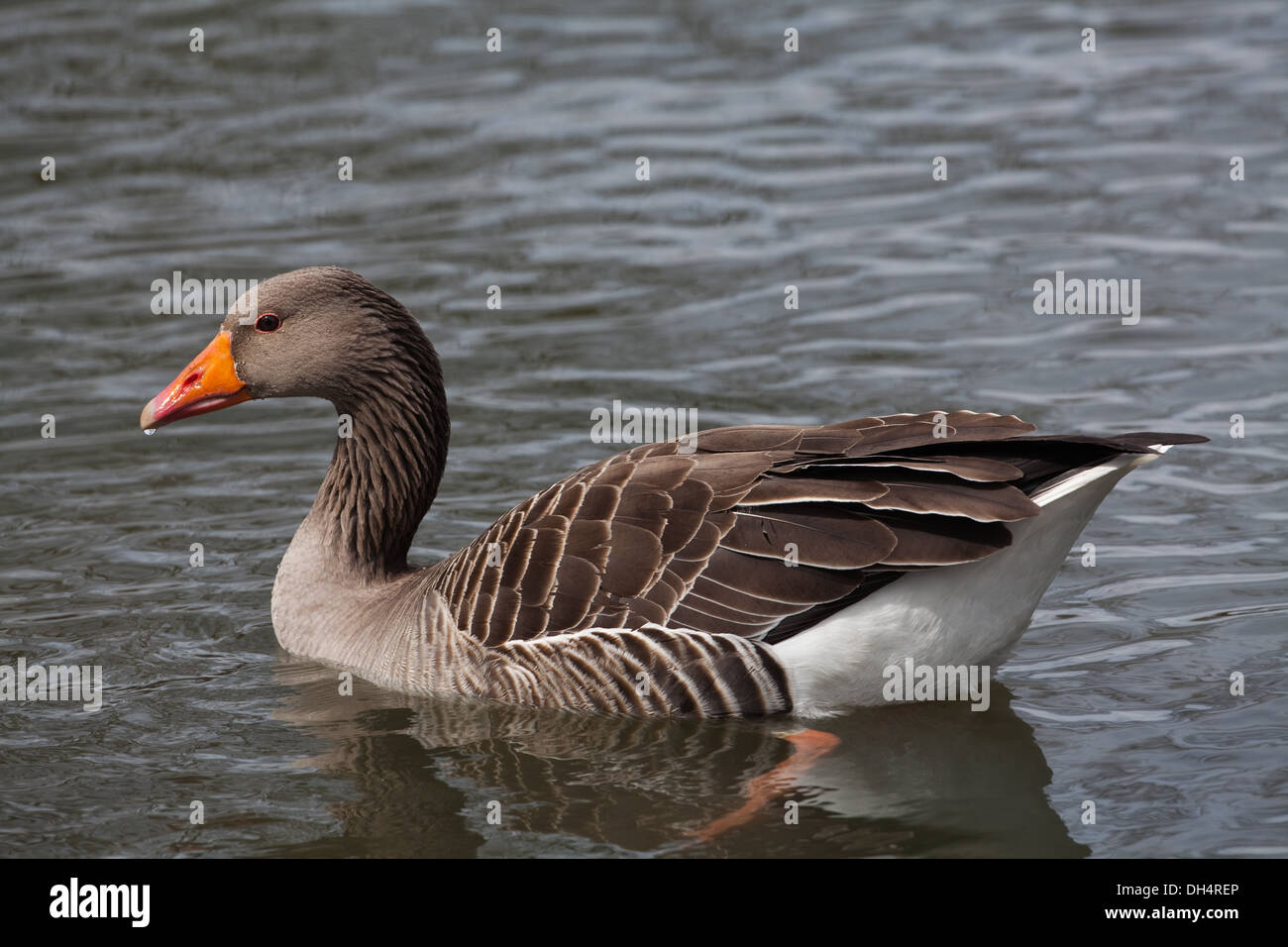 Western Graylag Goose (Anser anser). Singolo adulto sull'acqua. Profilo. Norfolk Broads. East Anglia. In Inghilterra. Regno Unito. Foto Stock