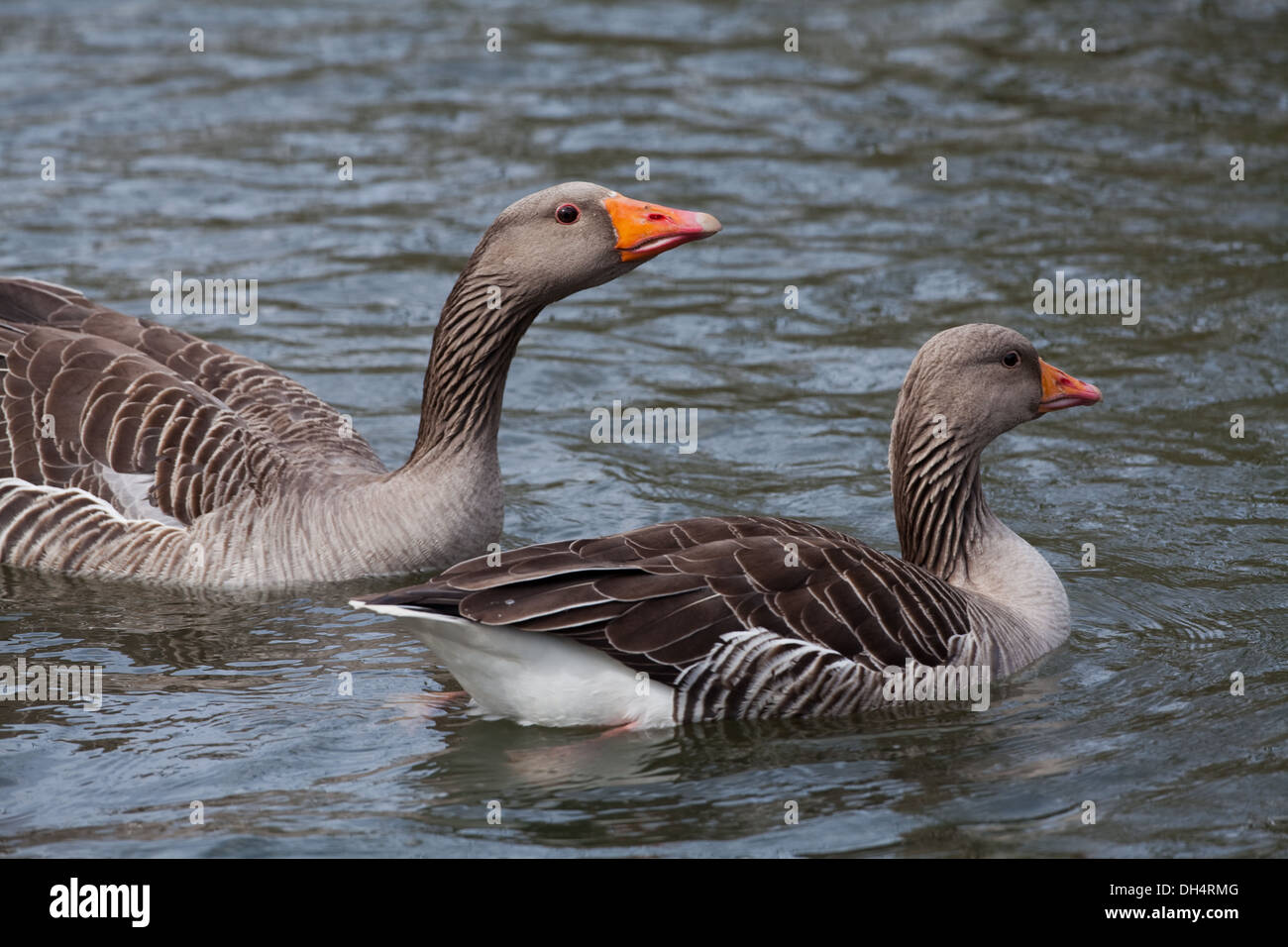 Western Graylag Goose (Anser a. anser). Coppia sulla piscina di acqua. Gander sinistra, shadowing femmina, diritto. Foto Stock