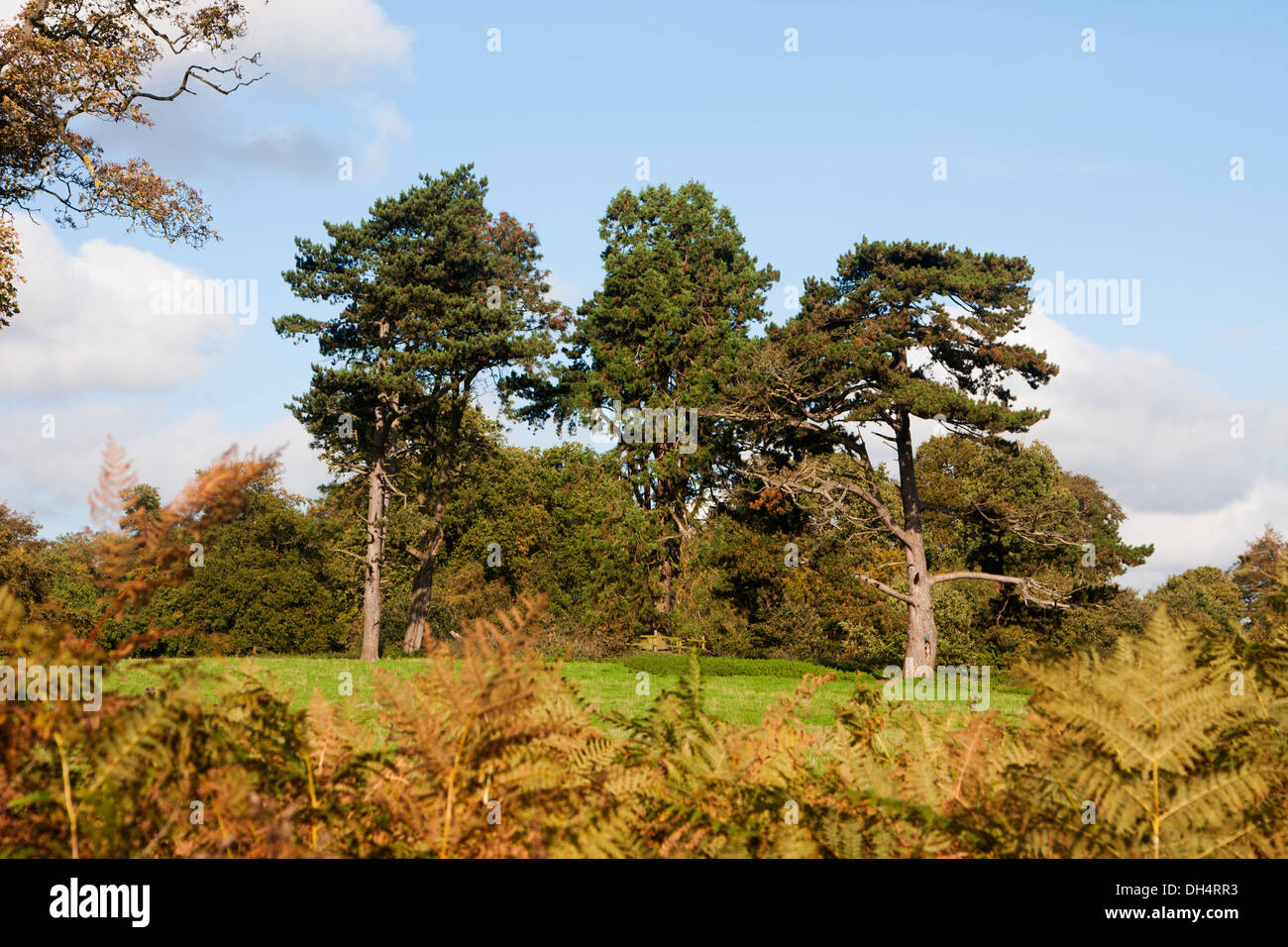 Pino silvestre alberi a Calke Abbey DERBYSHIRE REGNO UNITO Foto Stock