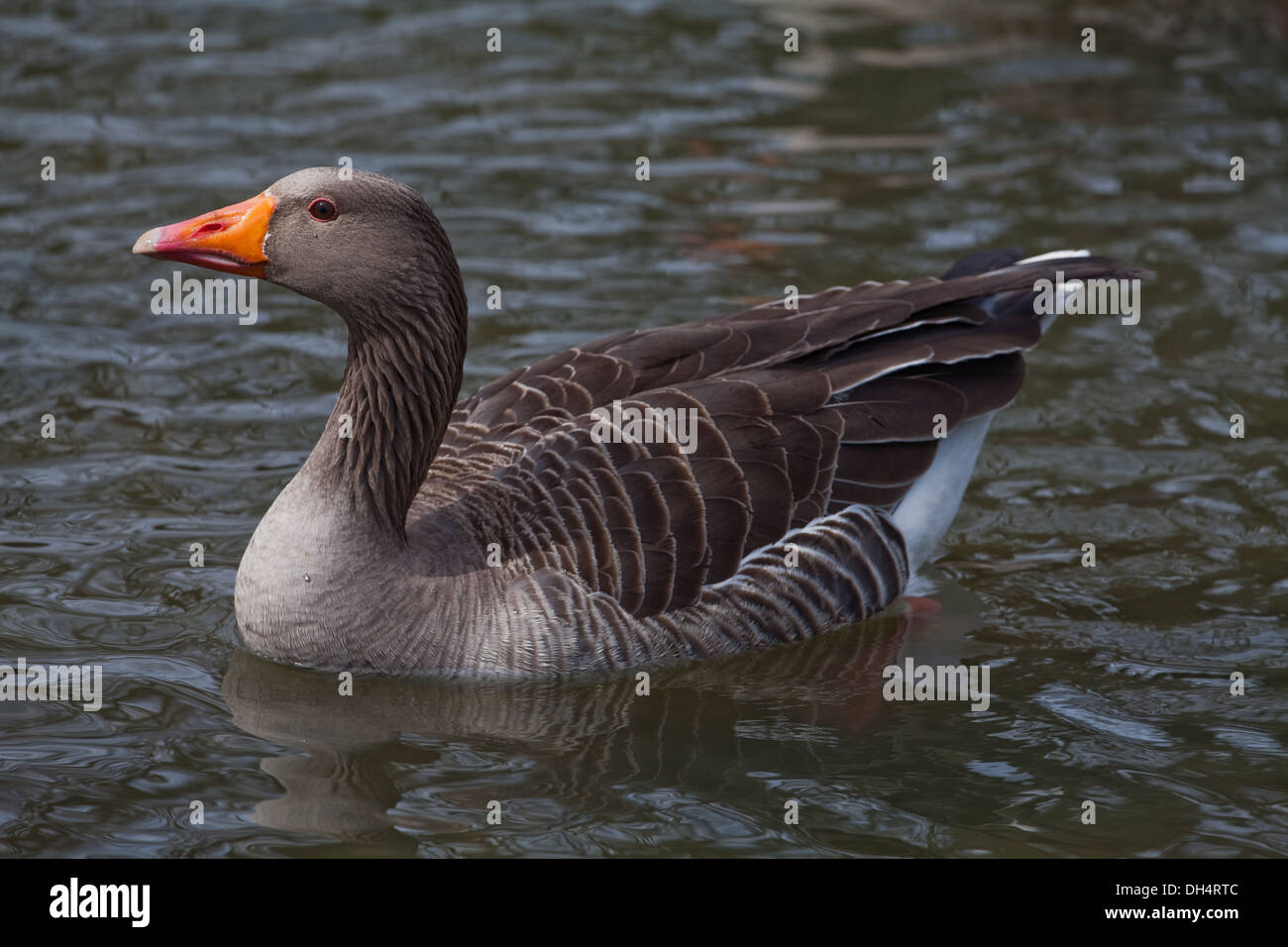 Western Graylag Goose (Anser anser). Singolo adulto sull'acqua. Profilo. Norfolk Broads. East Anglia. In Inghilterra. Regno Unito. Foto Stock