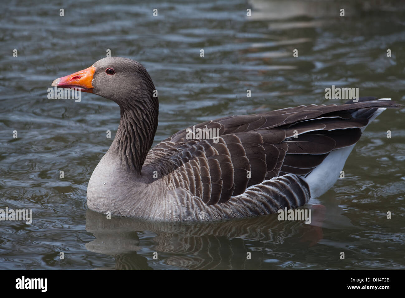 Western Graylag Goose (Anser anser). Singolo adulto sull'acqua. Profilo. Norfolk Broads. East Anglia. In Inghilterra. Regno Unito. Foto Stock