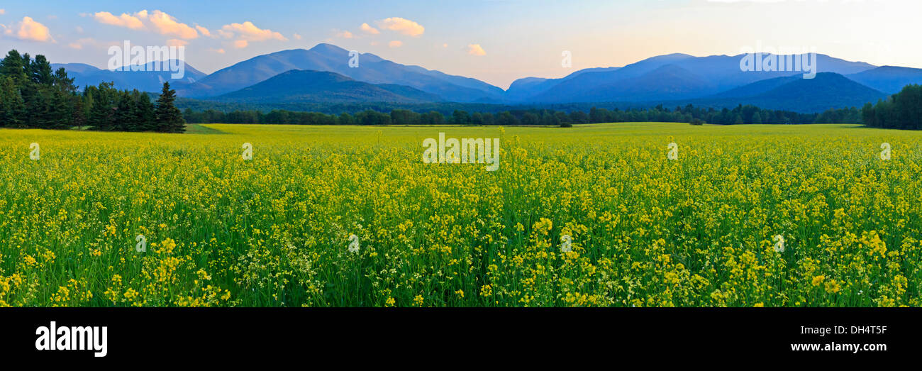 Vista panoramica di Mt. Colden, Mt Jo e Wright picco con un immenso campo di colza giallo dei fiori in Adirondacks alti picchi Foto Stock