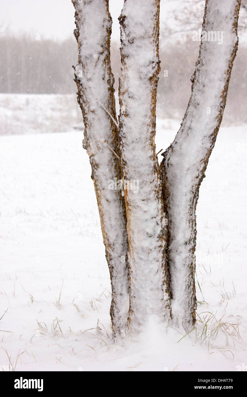 Coperta di neve tronco di albero è circondato da una fresca neve caduti in Alberta Foto Stock