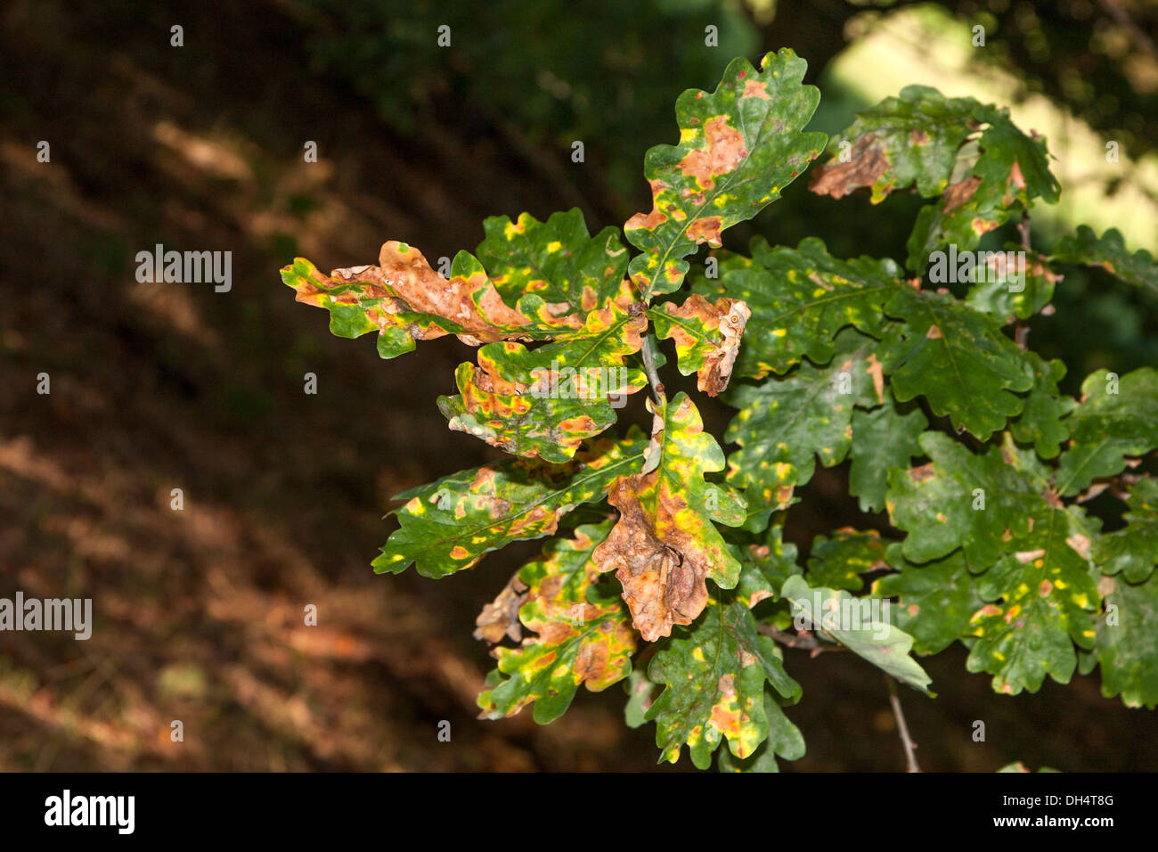 Oak tree foglie con segni di foglie di quercia miner Cameraria spp Foto Stock