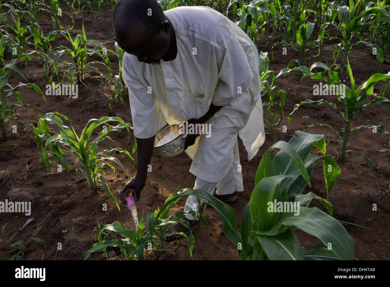 Piccolo agricoltore mette su una seconda applicazione di urea per il suo raccolto di mais in Ibbi, Nigeria Foto Stock
