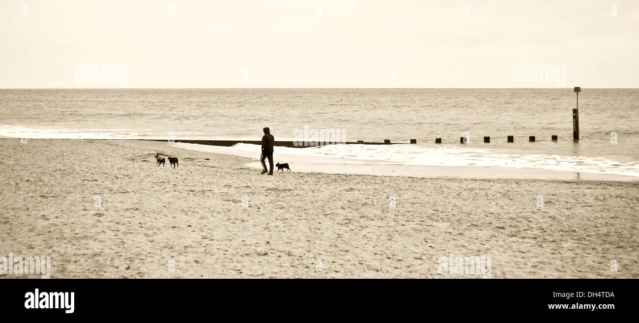 Cane a camminare sulla spiaggia di Bournemouth Foto Stock