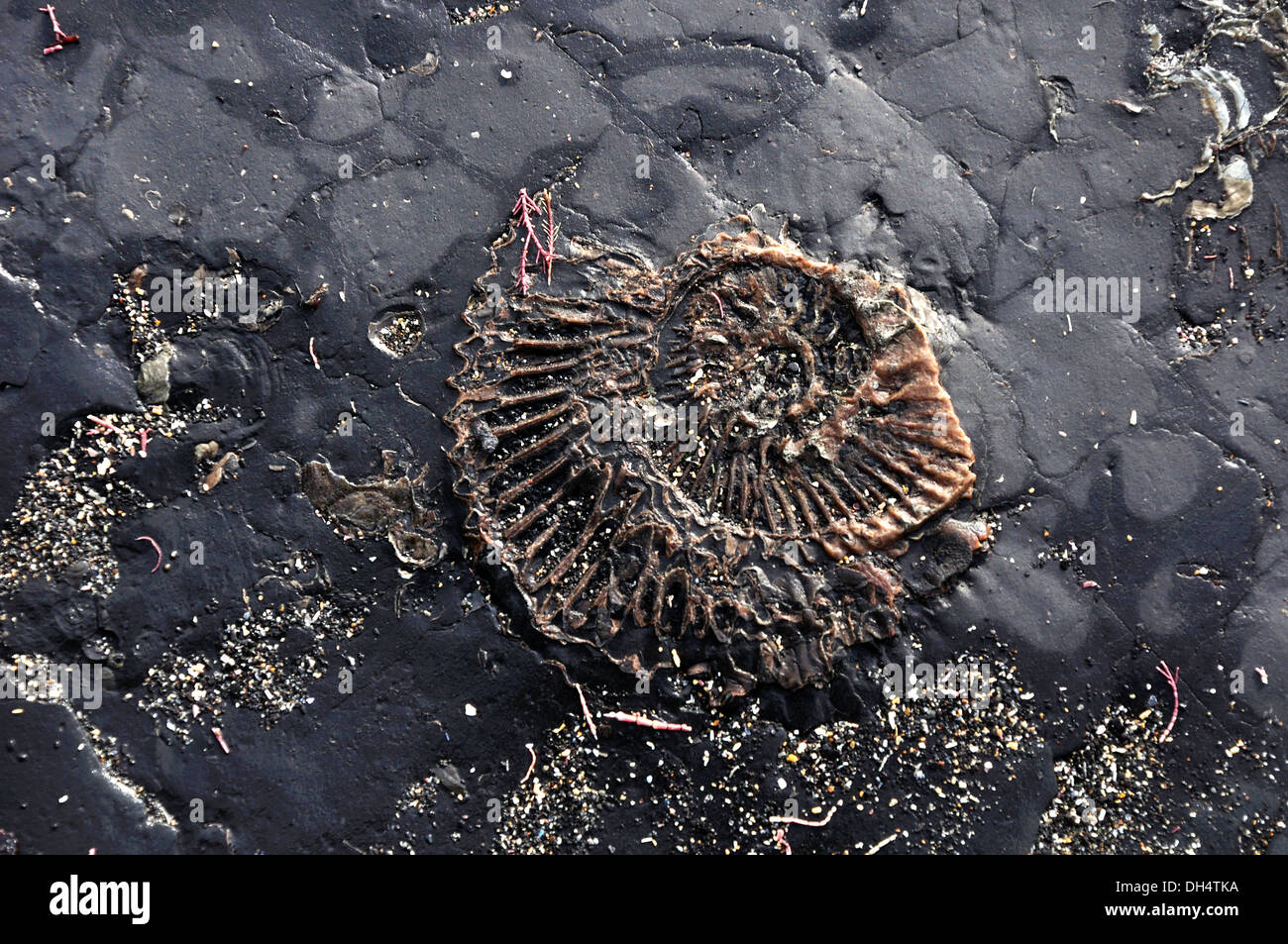 L'Ammonita nelle rocce sulla spiaggia REGNO UNITO Foto Stock