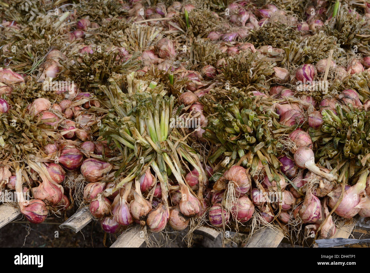 Indonesia, Bali, Lago Batur, scalogno harvest Foto Stock