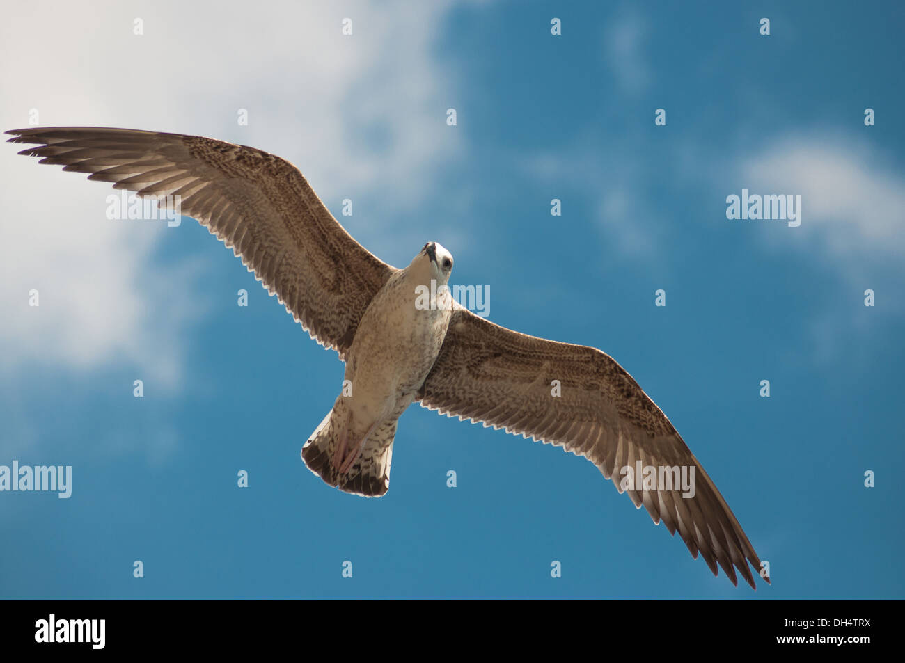 Uccello vola alto nel cielo Foto Stock