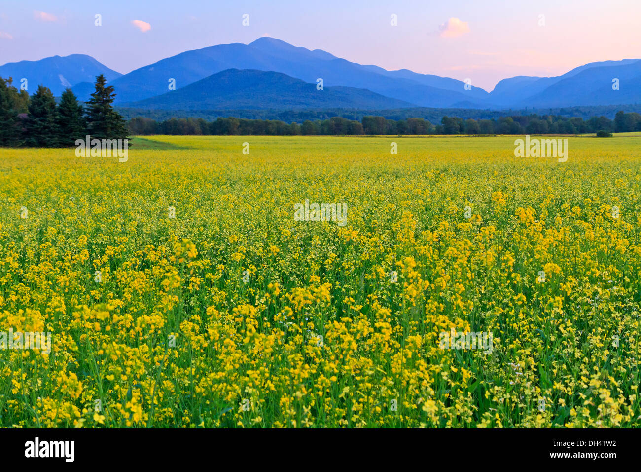 Vista di Mt. Colden, Mt Jo e Wright picco con un immenso campo di colza giallo dei fiori in Adirondacks alti picchi, NY Foto Stock
