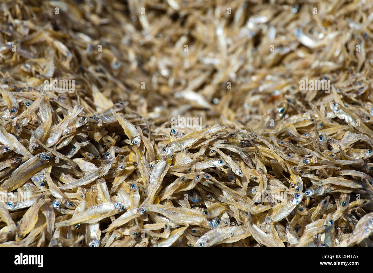 Chiudere orizzontale delle partite di essiccato bianchetti sulla vendita in Laos. Foto Stock