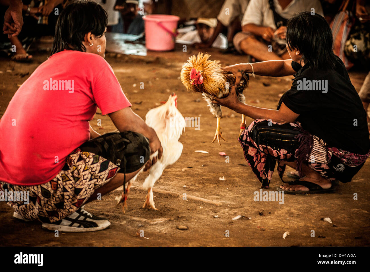 Cockfight a Denpasar, Bali. Foto Stock