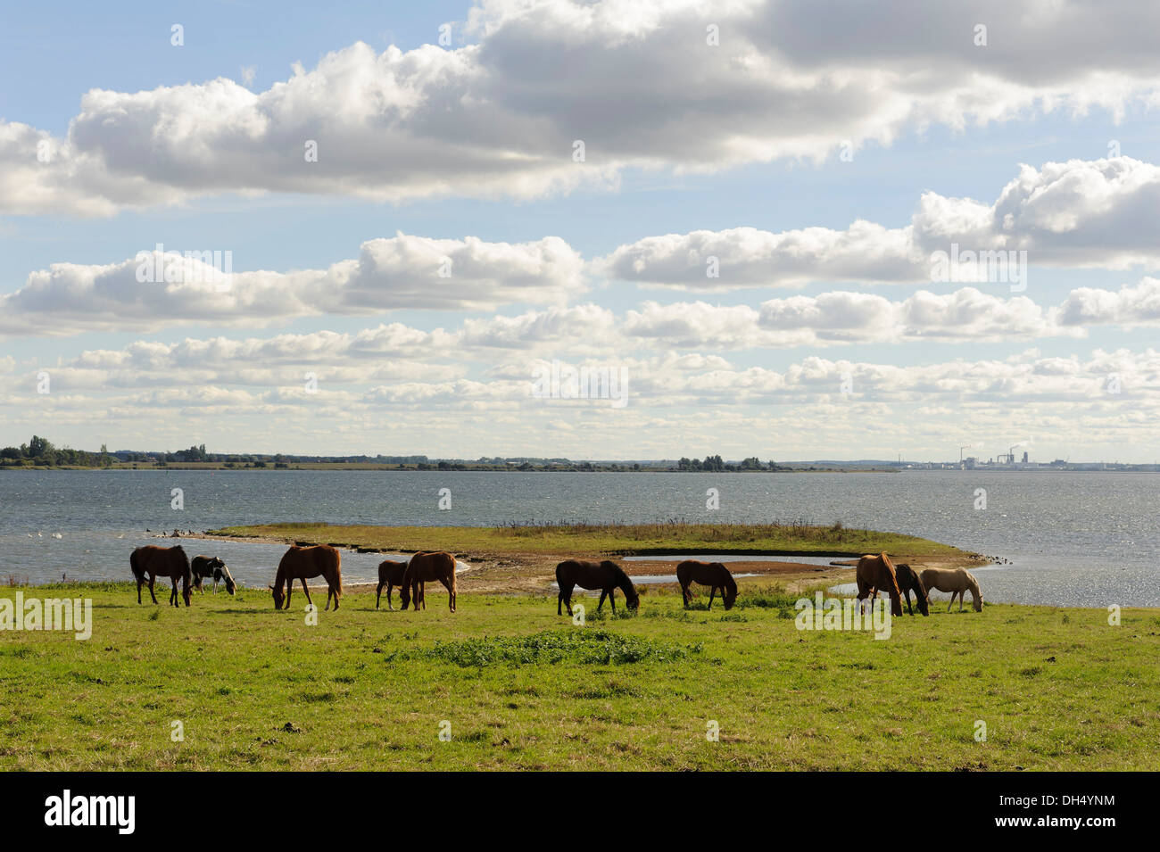 Cavalli a Kirchsee, isola di Poel, Mecklenburg-Hither Pomerania Occidentale, Germania Foto Stock