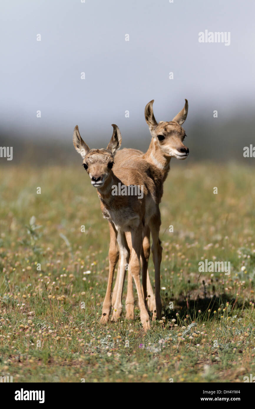 Antelope fawn nel Parco Nazionale di Yellowstone, Shot In the Wild Foto Stock