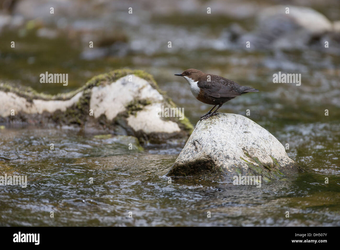 Europeo, bianco throated, bilanciere (Cinclus cinclus) sorgeva sulla roccia di fiume. Yorkshire Dales, North Yorkshire, Inghilterra, Regno Unito Foto Stock