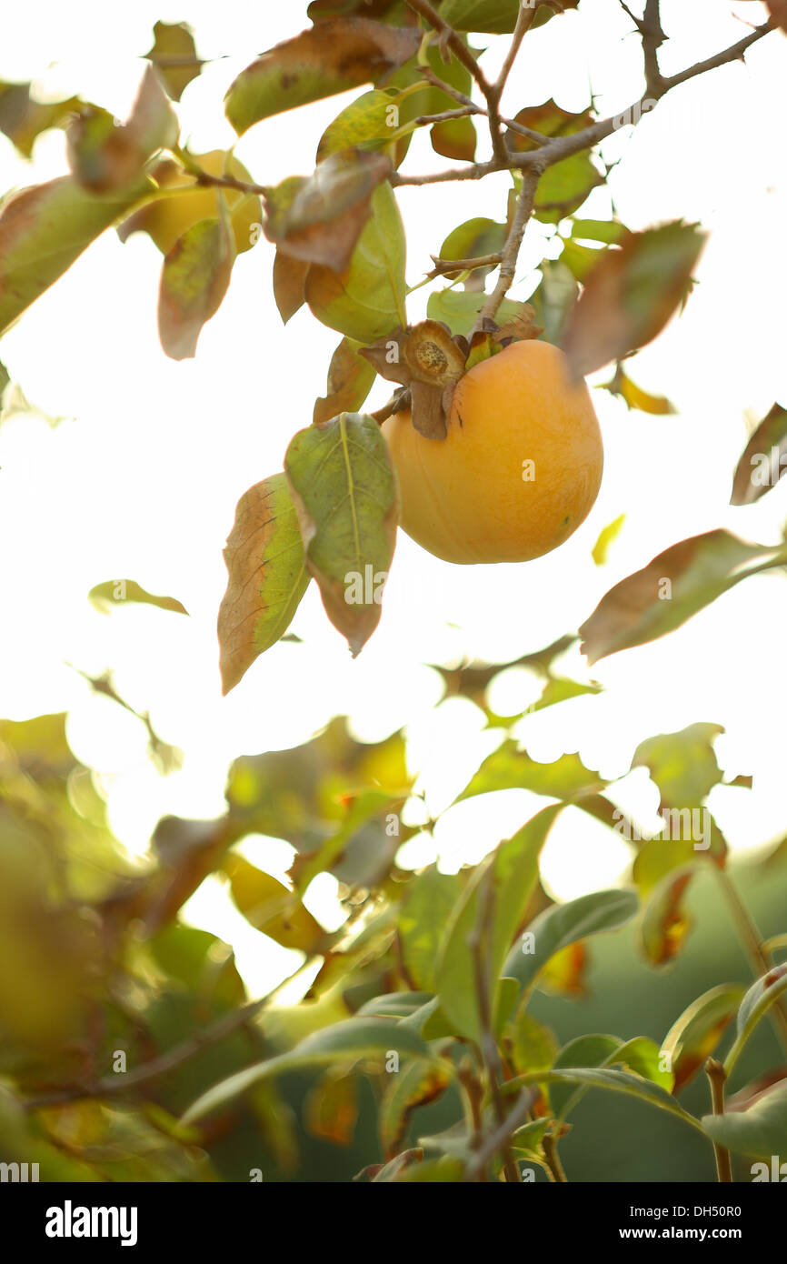 Fresche cachi su albero in autunno Foto Stock