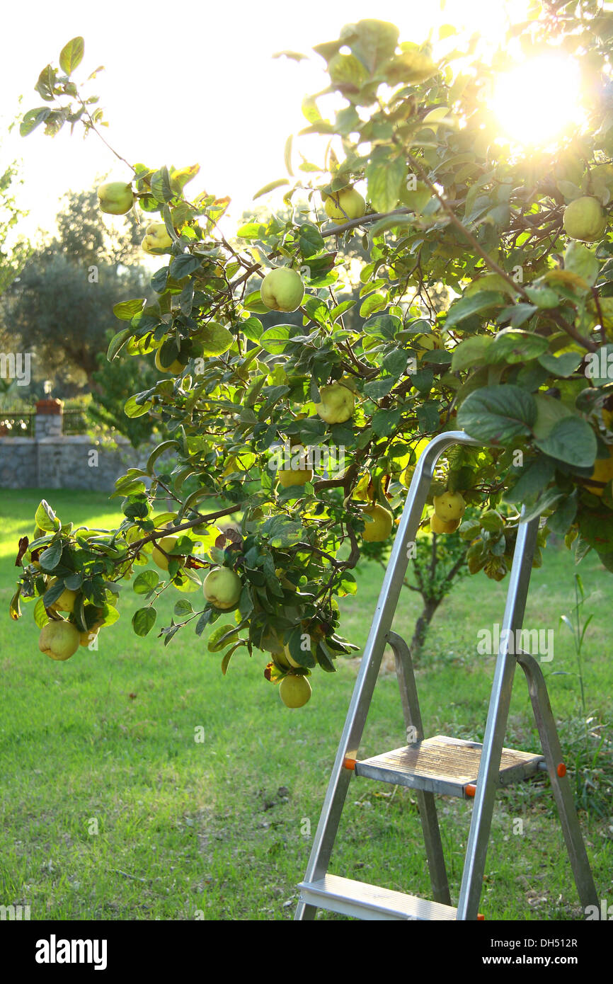 Raccolta mele cotogne da albero con scale Foto Stock