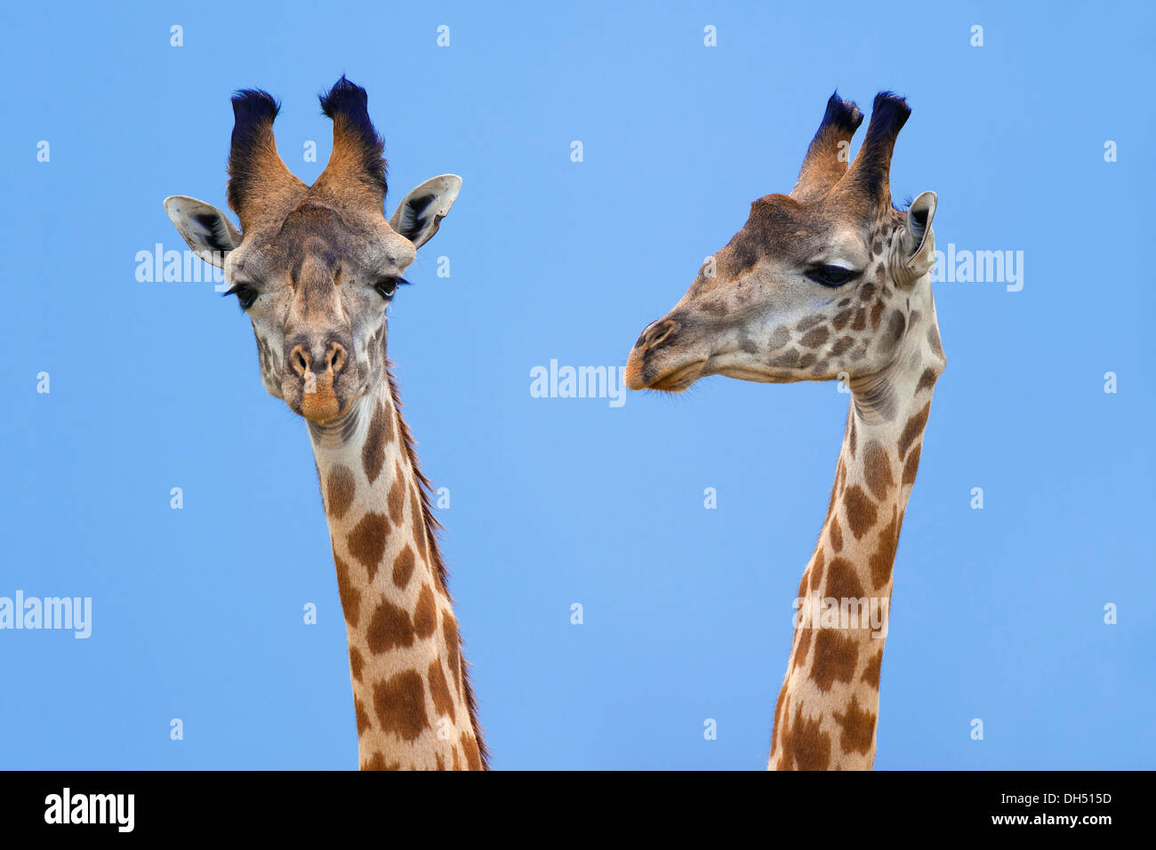 Due Giraffe (Giraffa camelopardalis), ritratto, Massai Mara, Serengeti, Rift Valley provincia, Kenya Foto Stock