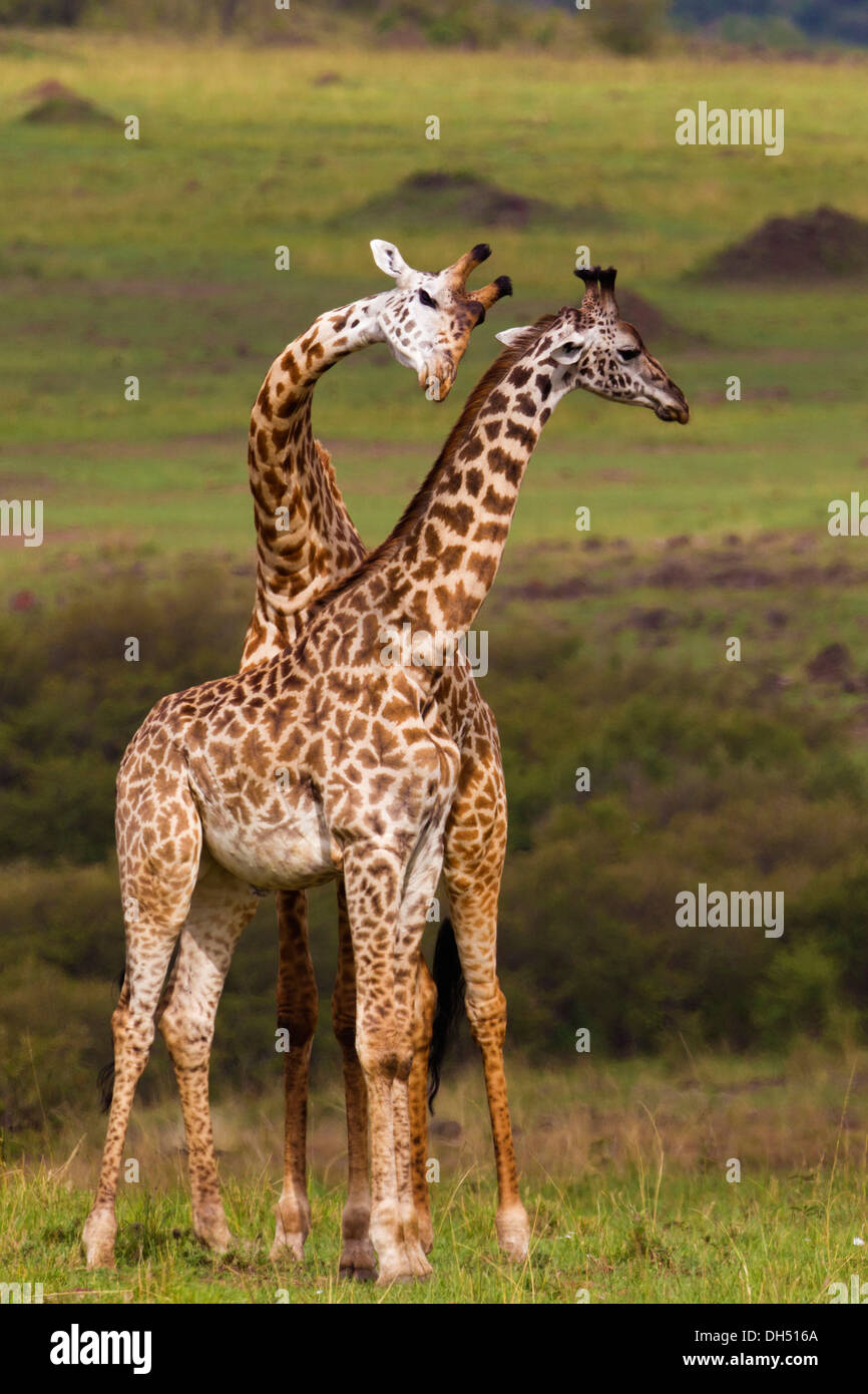 Due Giraffe (Giraffa camelopardalis), i tori da corrida, Massai Mara, Serengeti, Rift Valley provincia, Kenya Foto Stock