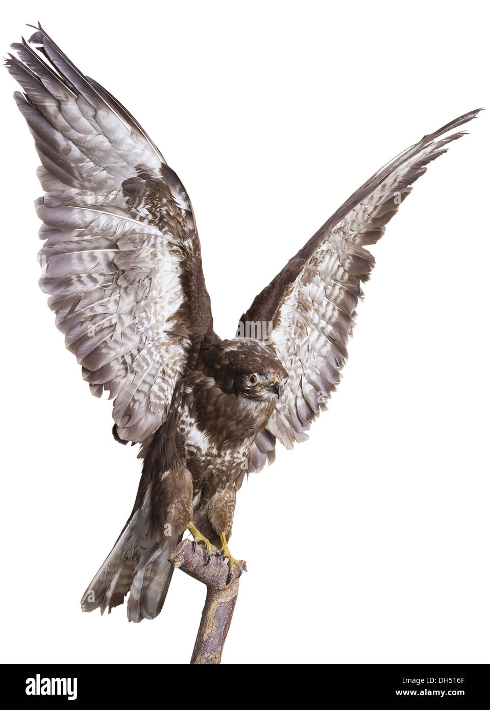 Forest eagle - Falcon Foto Stock