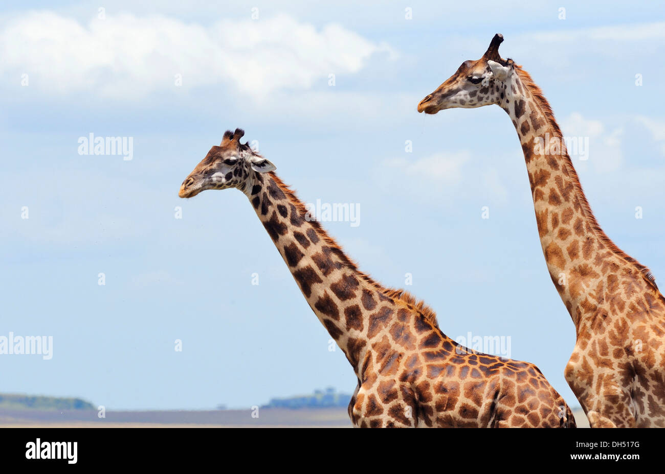 Due Giraffe (Giraffa camelopardalis), Massai Mara, Serengeti, Rift Valley provincia, Kenya Foto Stock
