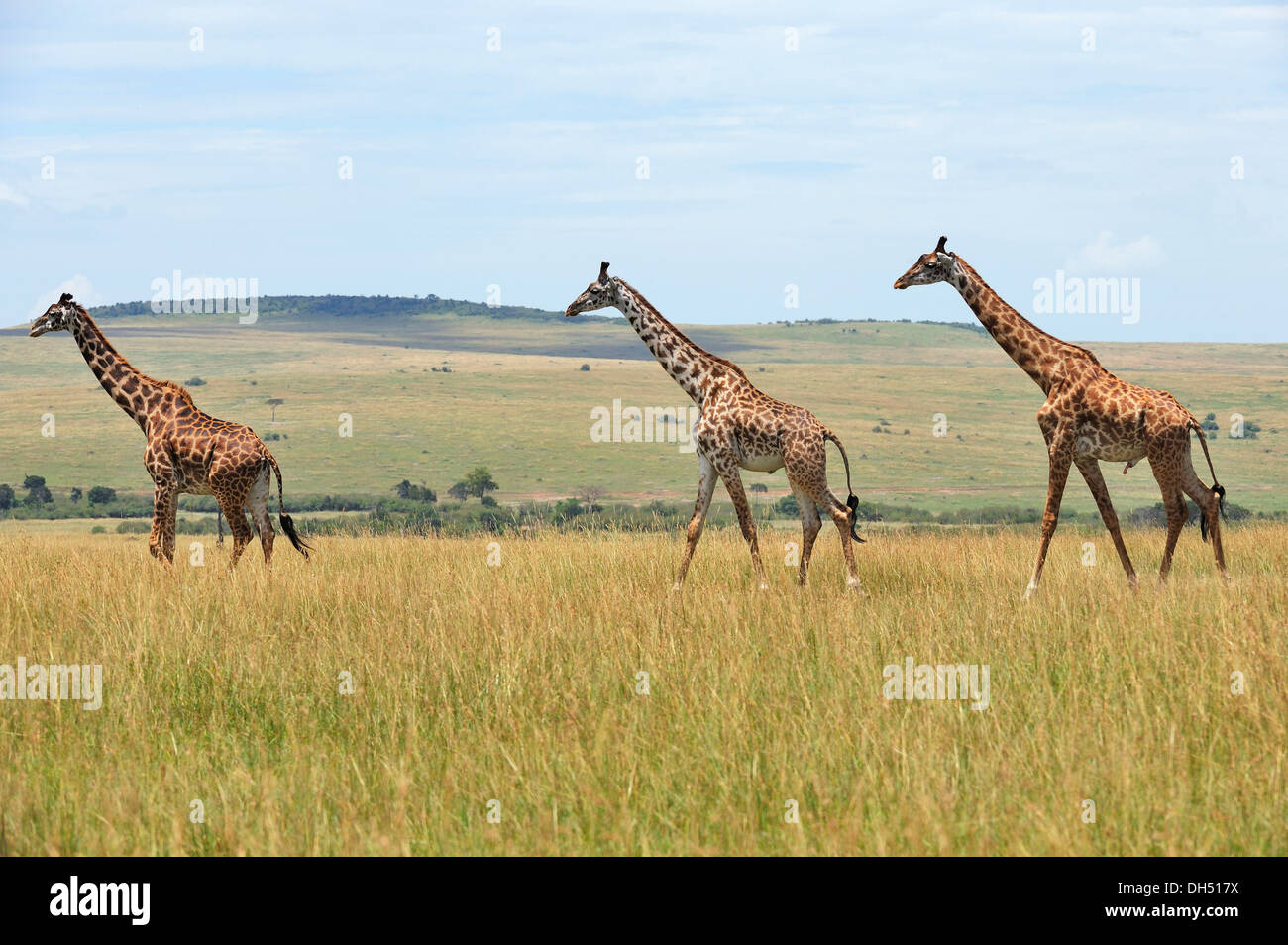 Giraffe (Giraffa camelopardalis) nella savana paesaggio, Massai Mara, Serengeti, Rift Valley provincia, Kenya Foto Stock