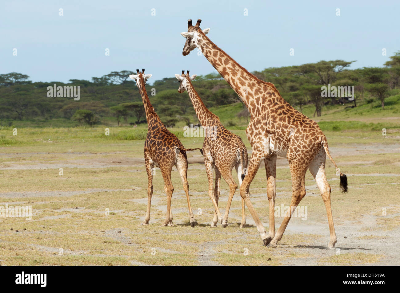 Allevamento di giraffe (Giraffa camelopardalis) nella parte anteriore di un albero di acacia foresta, Serengeti Tanzania Foto Stock