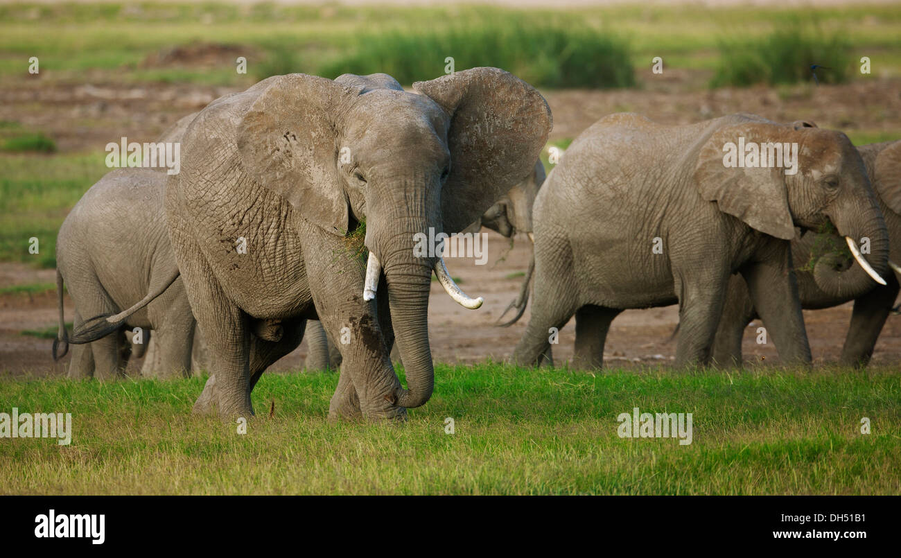 Allevamento di bush africano Elefante africano (Loxodonta africana) durante la stagione umida, Amboseli National Park, Rift Valley Provincia, Kenya Foto Stock