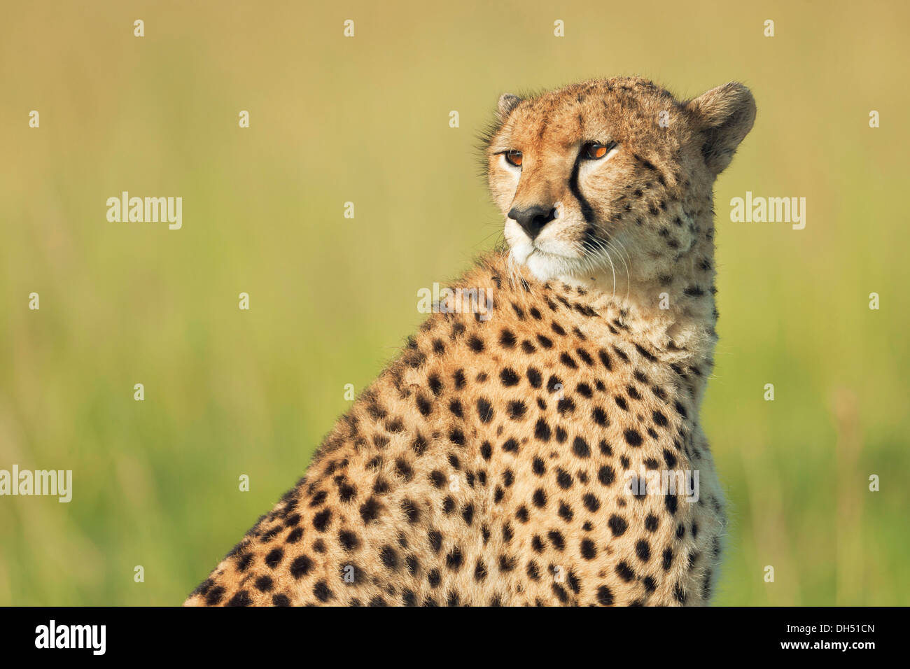 Ghepardo (Acinonyx jubatus), ritratto, Massai Mara, Serengeti, Rift Valley provincia, Kenya Foto Stock
