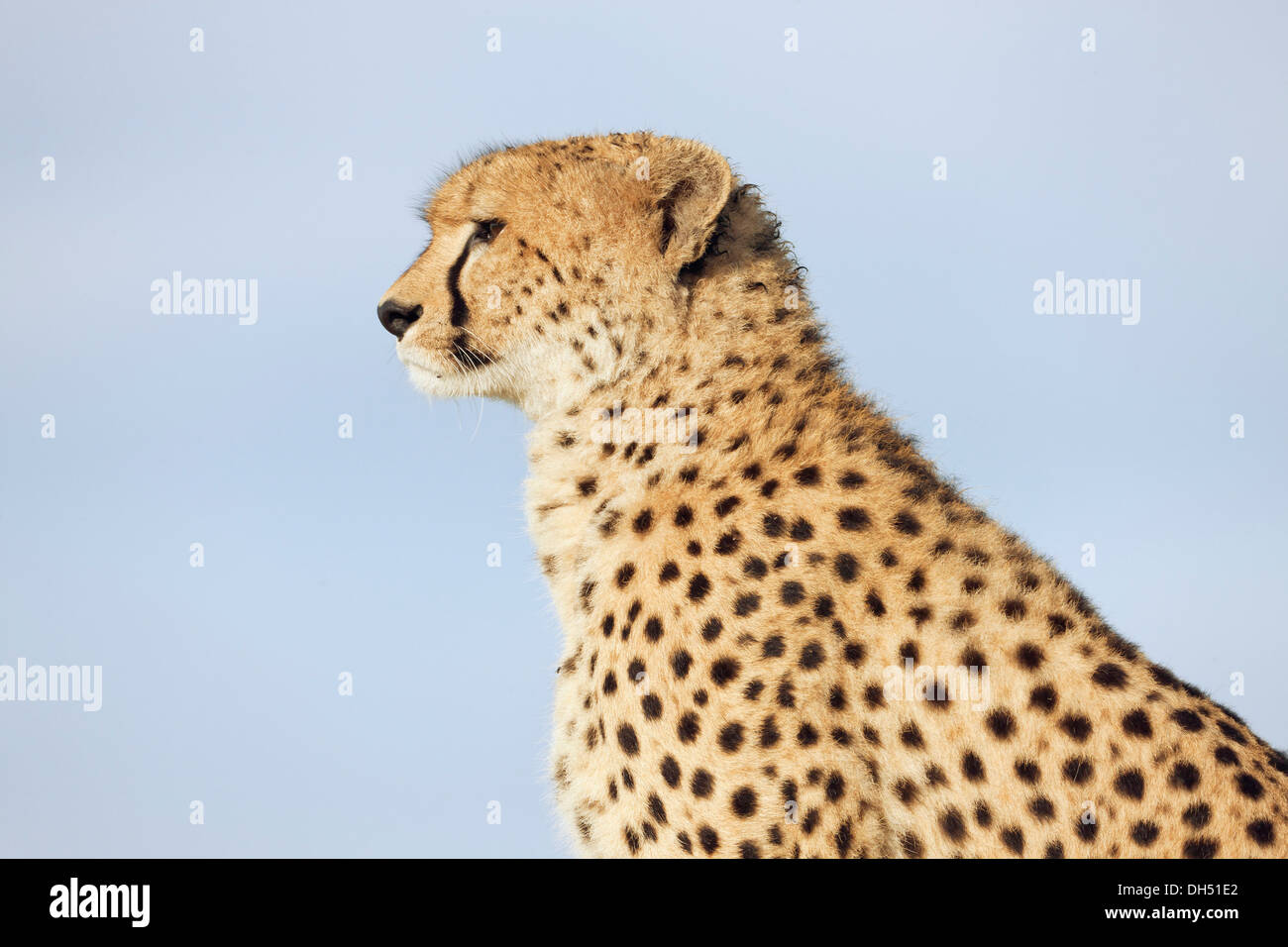 Ghepardo (Acinonyx jubatus), ritratto, Massai Mara, Serengeti, Rift Valley provincia, Kenya Foto Stock