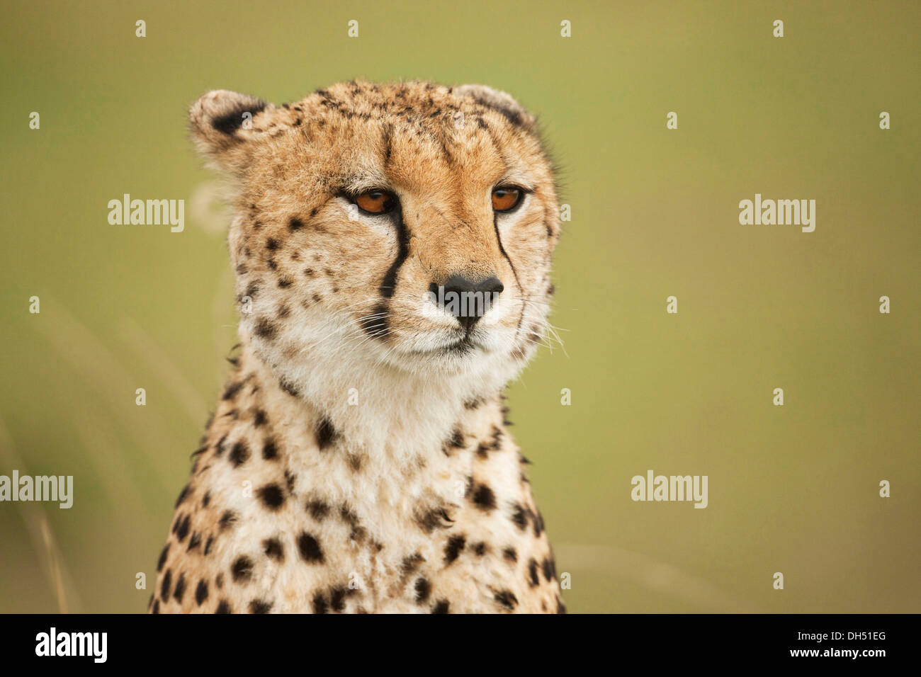 Ghepardo (Acinonyx jubatus), ritratto, Massai Mara, Serengeti, Rift Valley provincia, Kenya Foto Stock