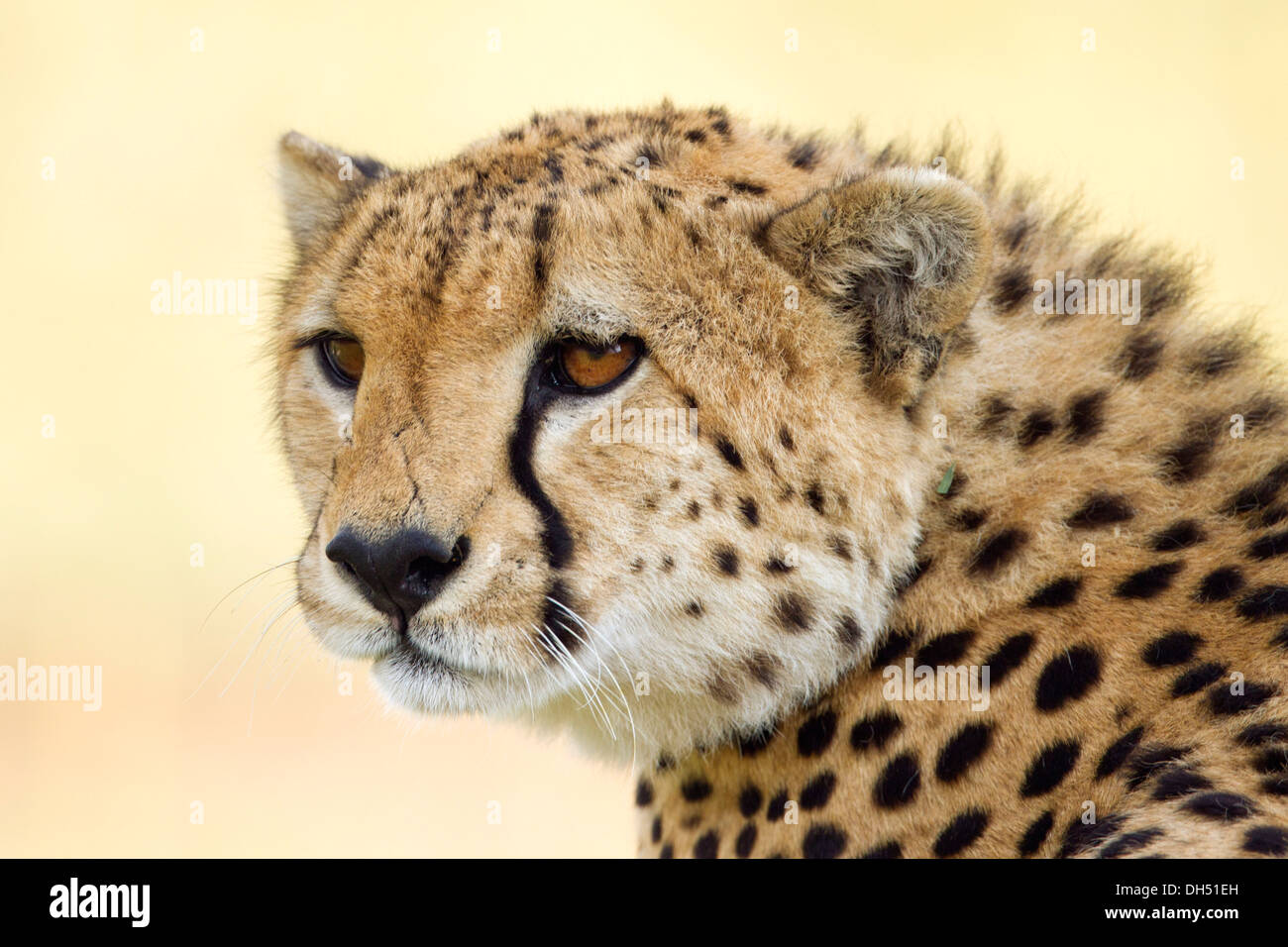 Ghepardo (Acinonyx jubatus), ritratto, Massai Mara, Serengeti, Rift Valley provincia, Kenya Foto Stock