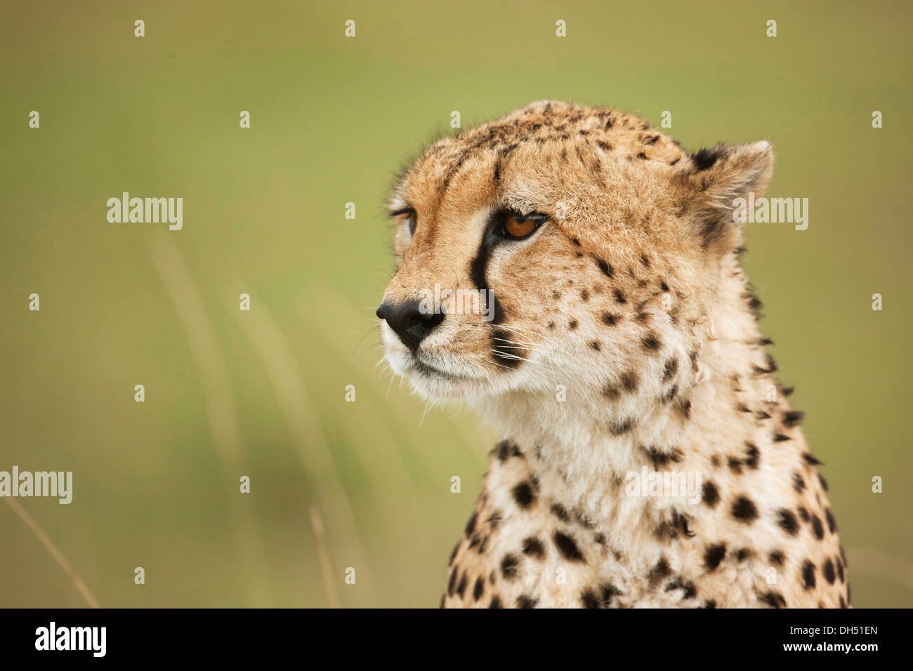 Ghepardo (Acinonyx jubatus), ritratto, Massai Mara, Serengeti, Rift Valley provincia, Kenya Foto Stock