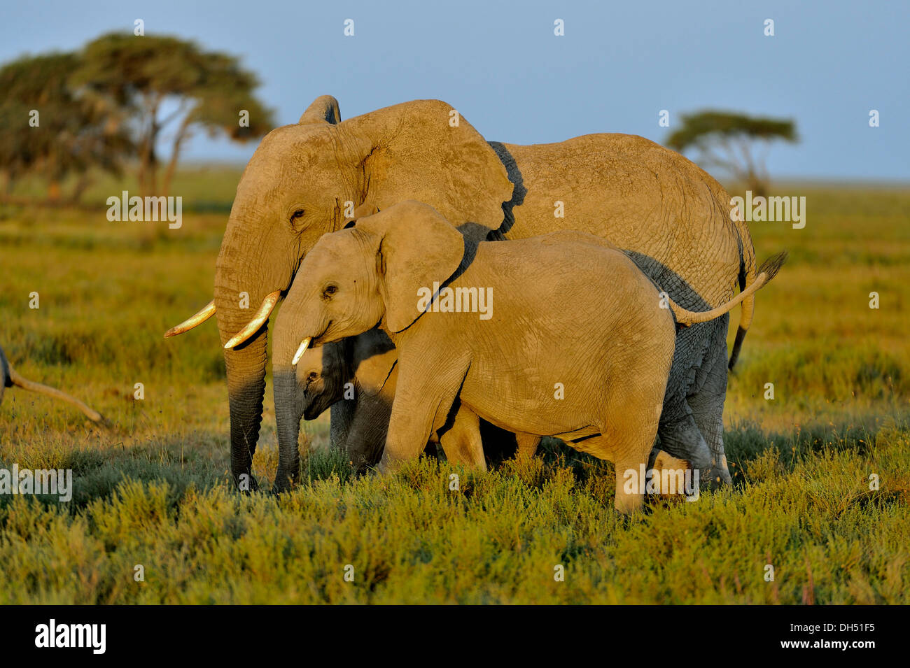 Bush africano Elefante africano (Loxodonta africana), mucca con vitello nella luce del mattino, Serengeti, Tanzania Foto Stock