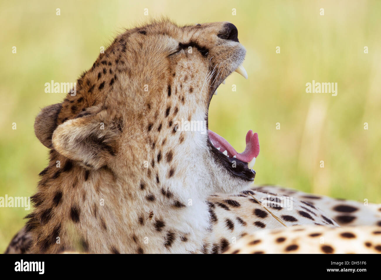 Sbadigliare ghepardo (Acinonyx jubatus), Massai Mara, Serengeti, Rift Valley provincia, Kenya Foto Stock