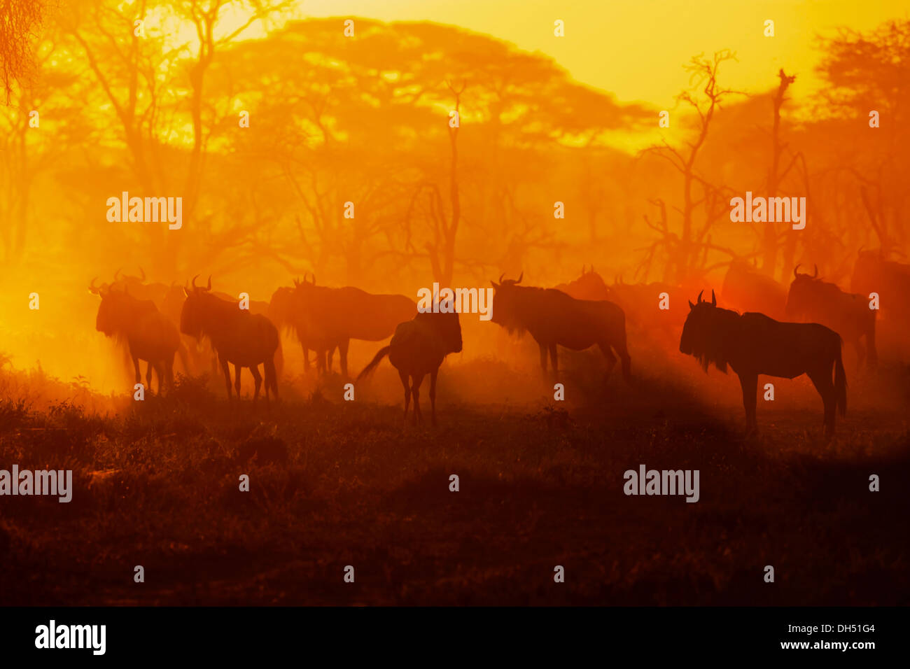 La migrazione di Allevamento dei Blu Gnu (Connochaetes taurinus) la sera haze, Serengeti, Tanzania Foto Stock