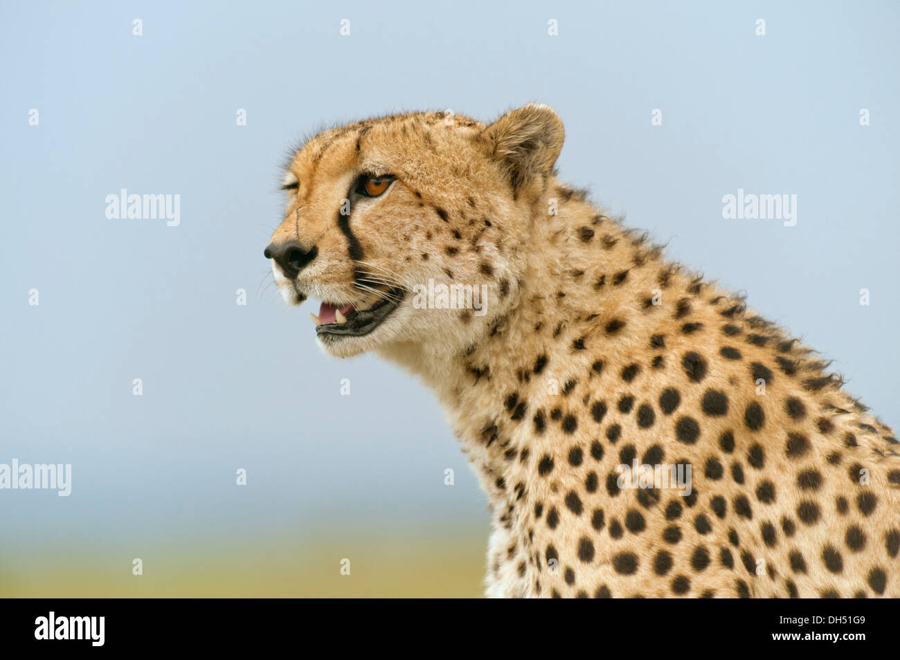 Ghepardo (Acinonyx jubatus), ritratto, Massai Mara, Serengeti, Rift Valley provincia, Kenya Foto Stock