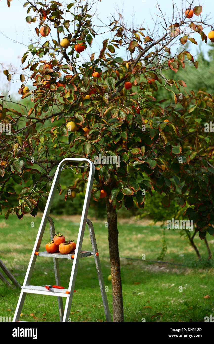 Persimmons prelievo da albero con scale Foto Stock