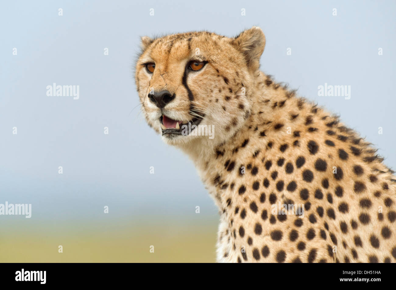 Ghepardo (Acinonyx jubatus), ritratto, Massai Mara, Serengeti, Rift Valley provincia, Kenya Foto Stock