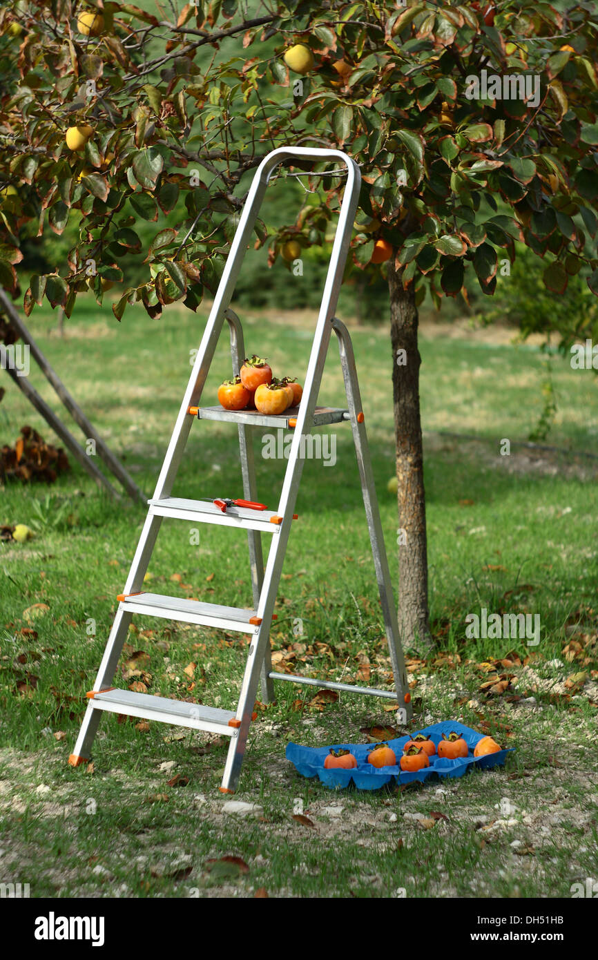 Persimmons prelievo da albero con scale Foto Stock